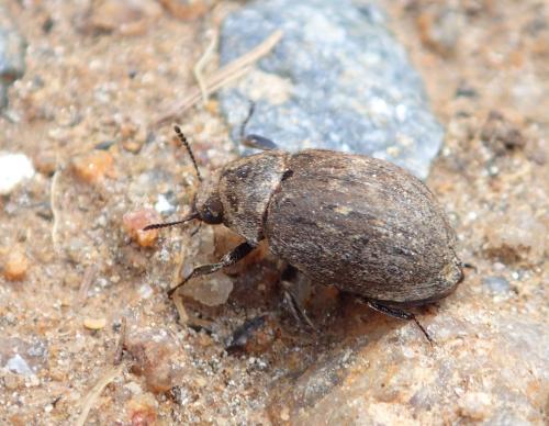 Byrrhus sp.